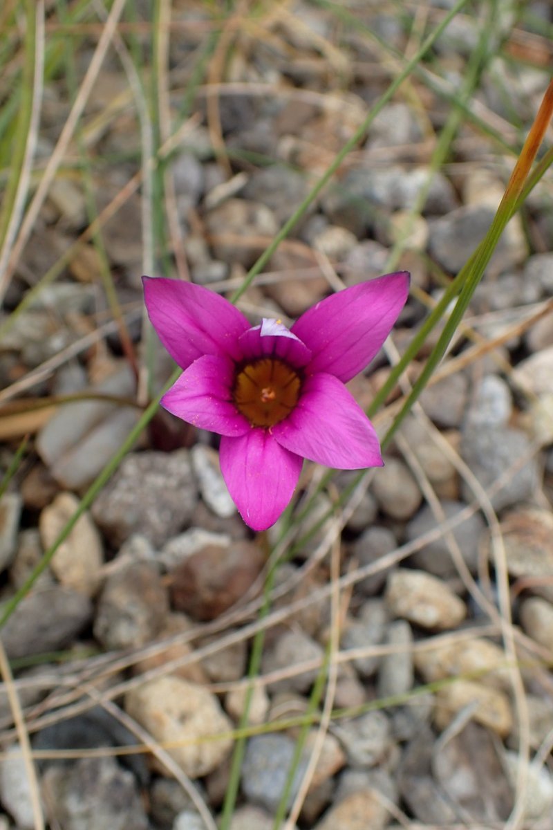 Rosy Sandcrocus photo 6