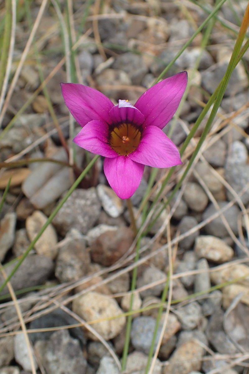 Rosy Sandcrocus photo 7