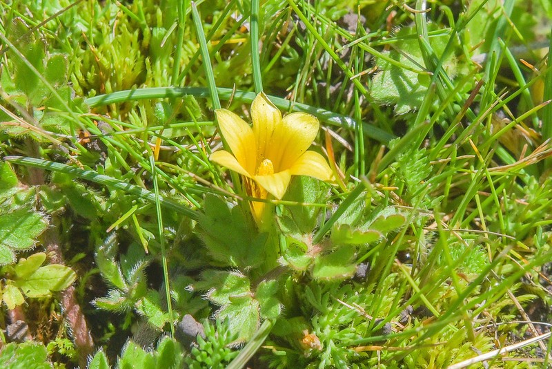 Romulea sanisensis