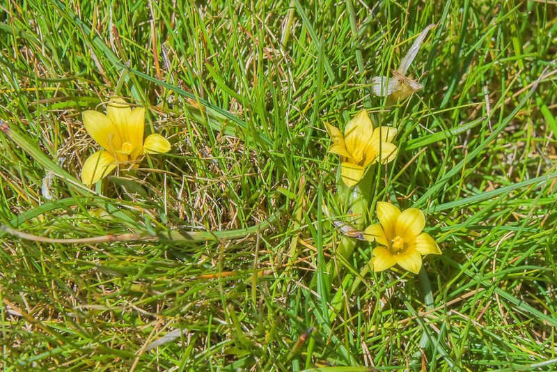 Romulea sanisensis photo 3