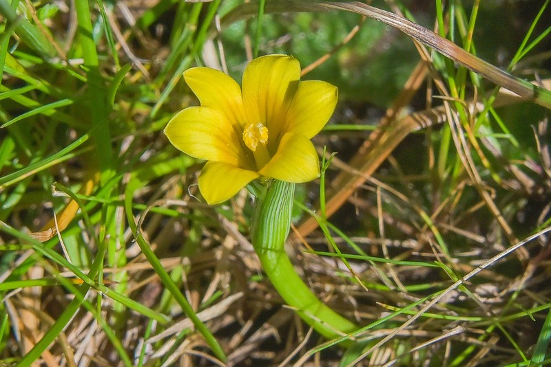 Romulea sanisensis photo 4