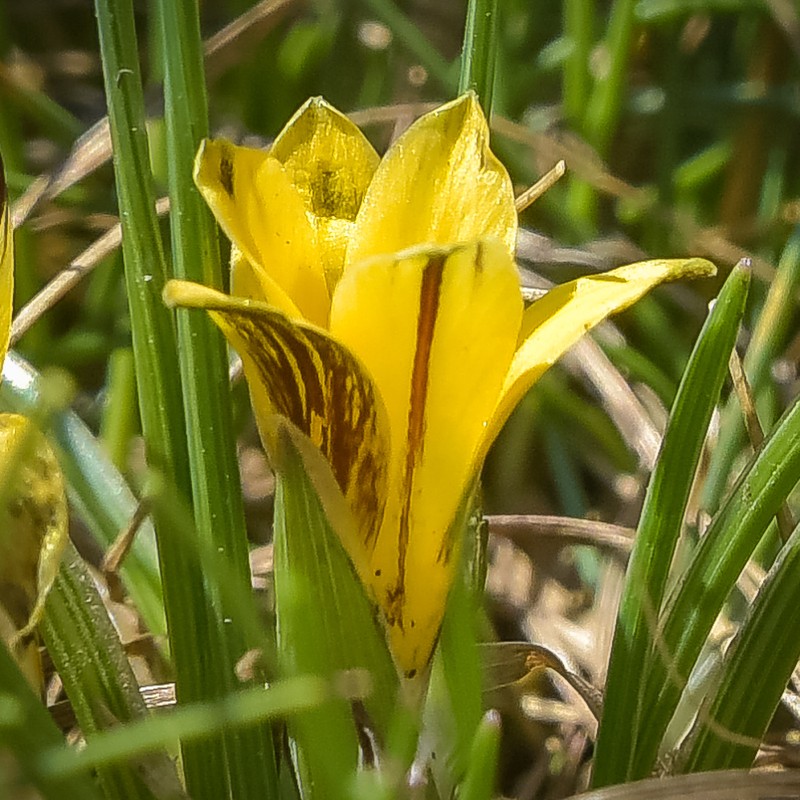 Romulea sanisensis photo 5