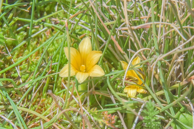 Romulea sanisensis photo 6