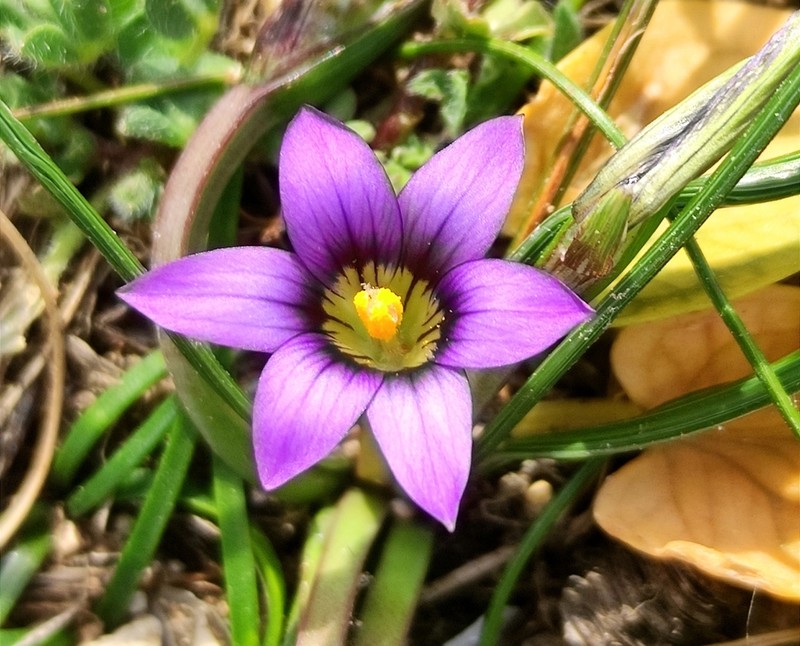 Romulea variicolor