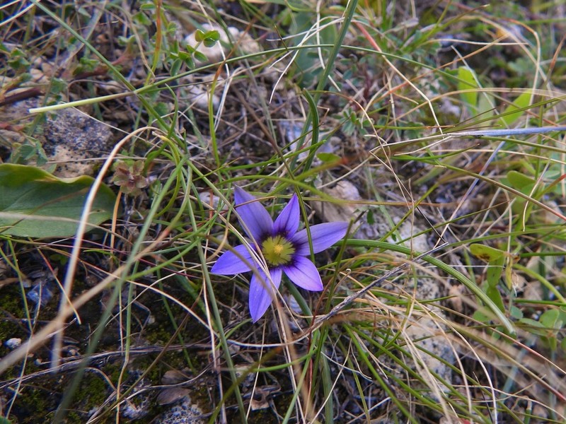 Romulea variicolor photo 2