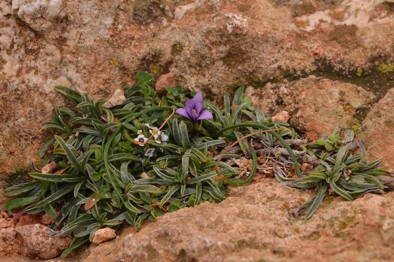 Romulea variicolor photo 3