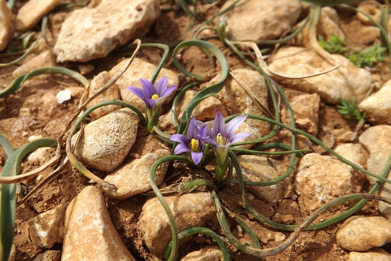 Romulea variicolor photo 4