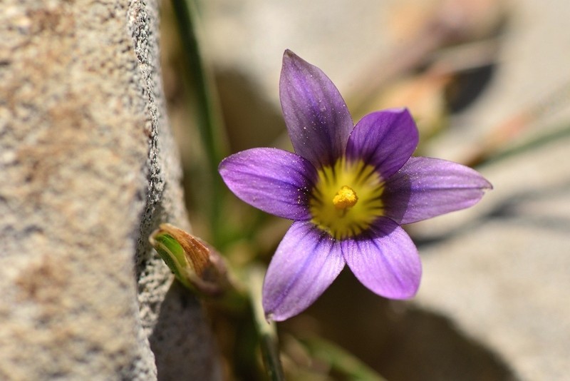 Romulea variicolor photo 5