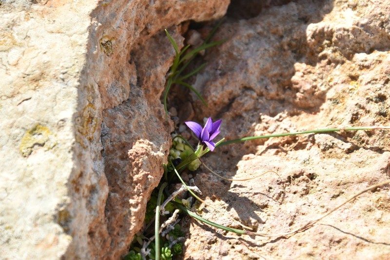 Romulea variicolor photo 6