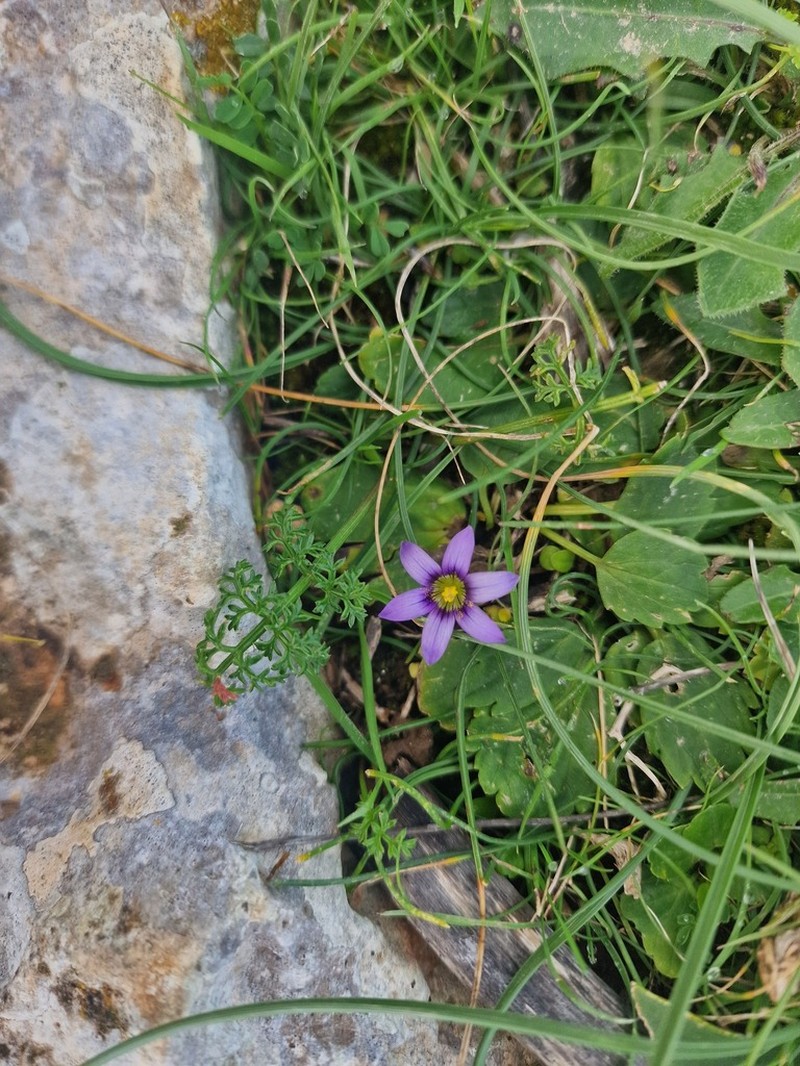 Romulea variicolor photo 7