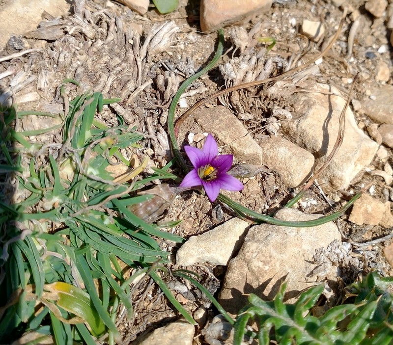 Romulea variicolor photo 8