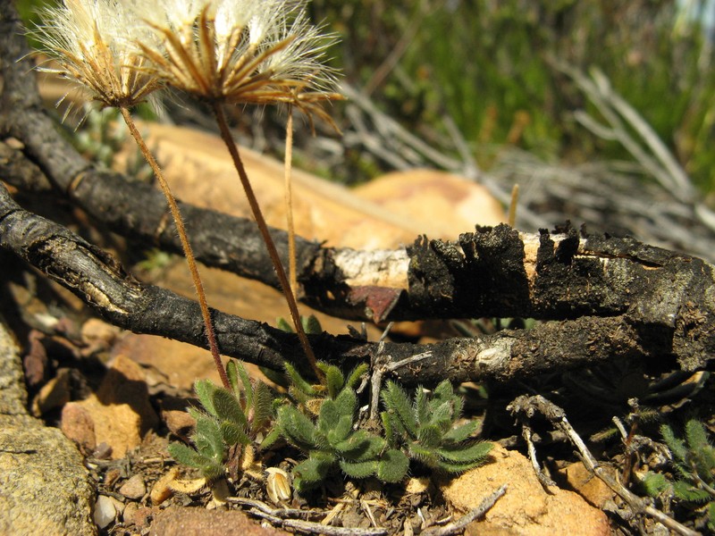 Roodebergia kitamurana photo 2