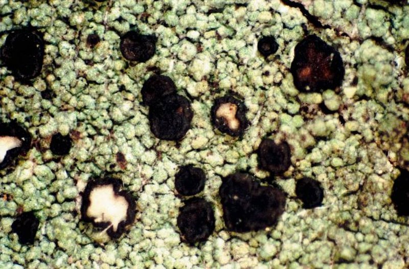 Ropalospora chlorantha