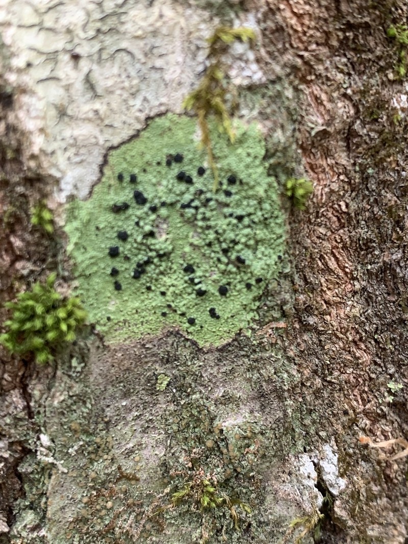 Ropalospora chlorantha