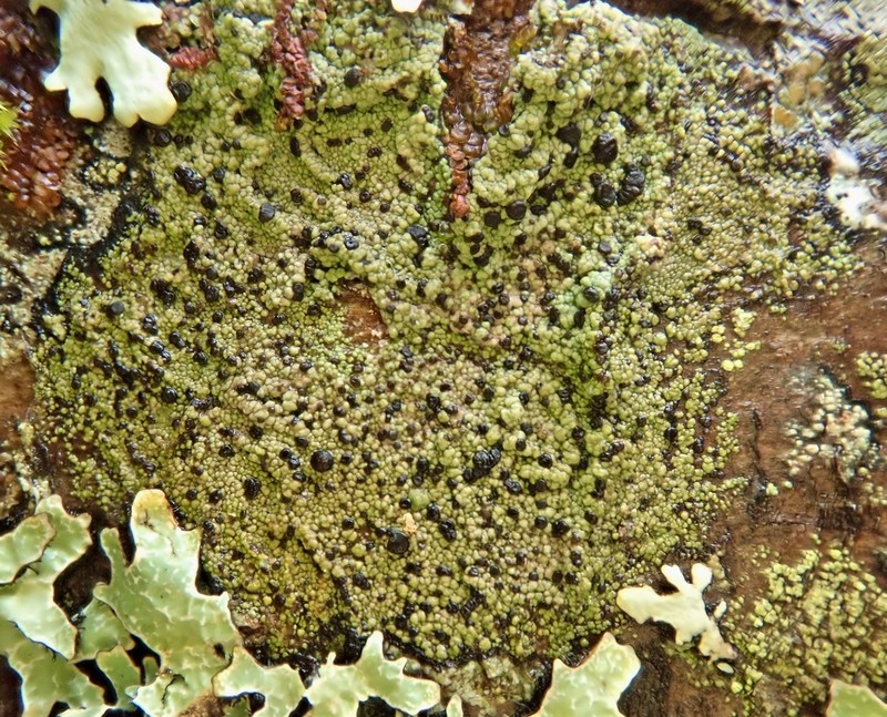 Ropalospora chlorantha photo 2