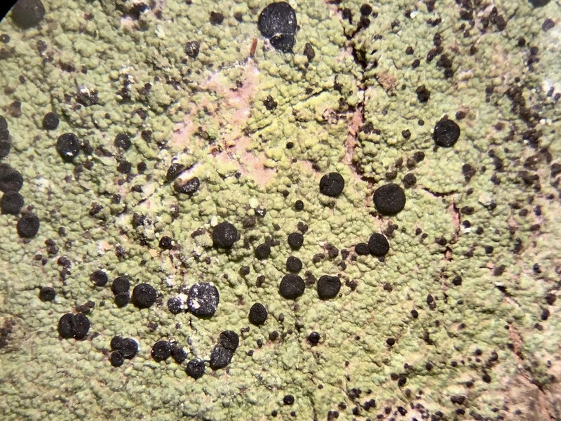 Ropalospora chlorantha photo 3