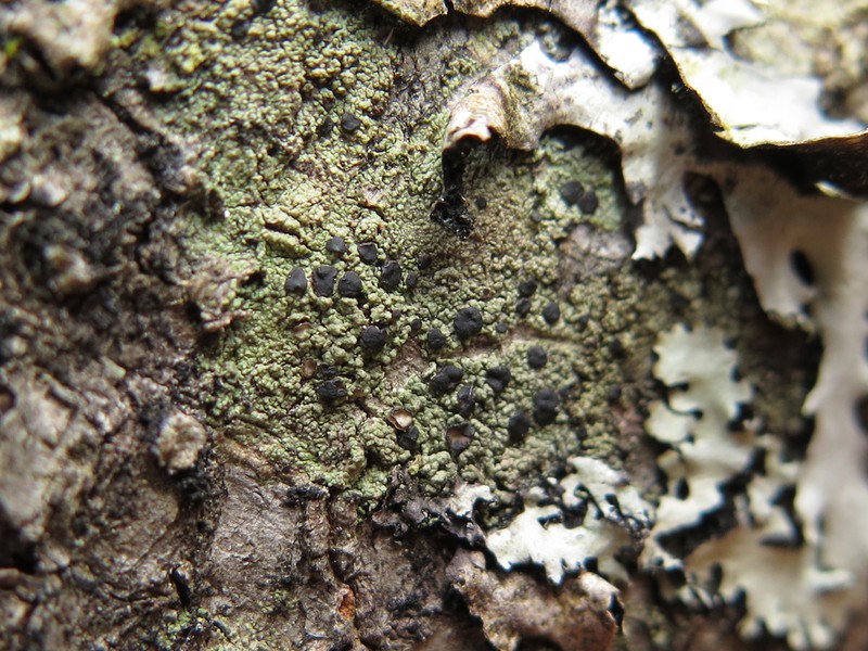Ropalospora chlorantha photo 4