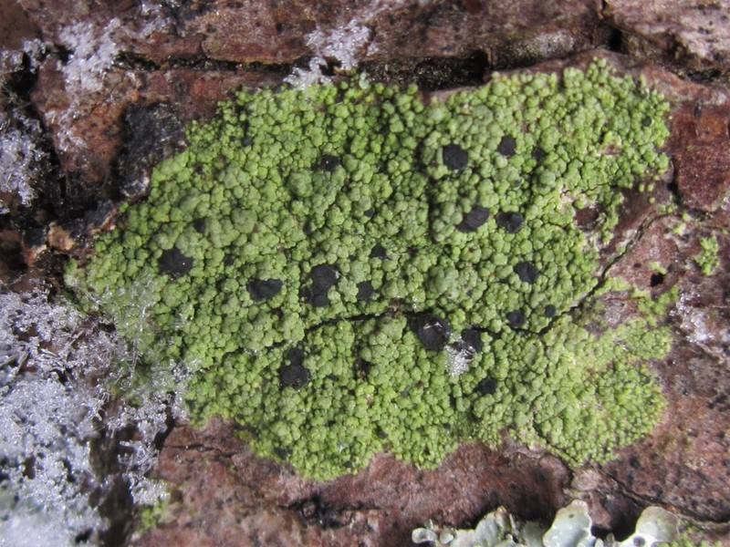 Ropalospora chlorantha photo 5