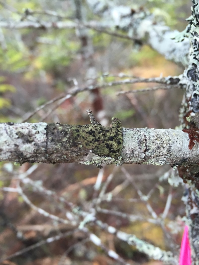 Ropalospora chlorantha photo 6