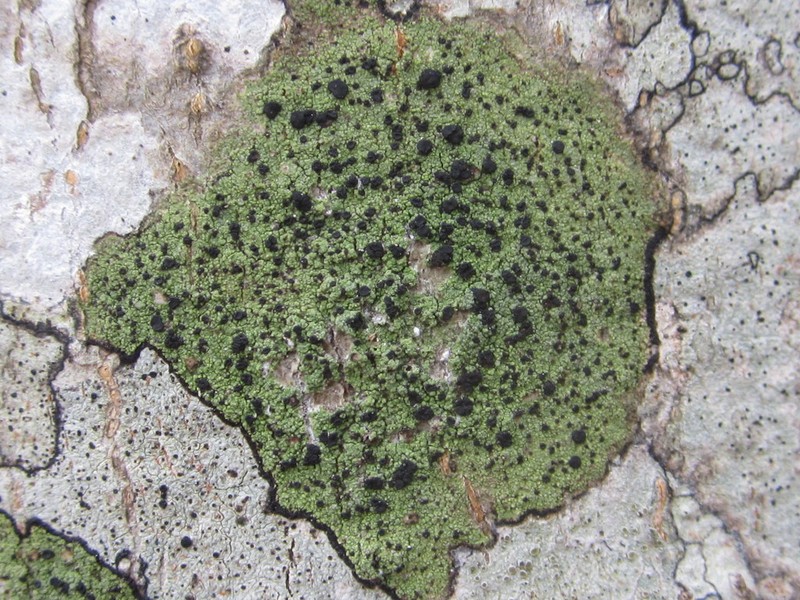 Ropalospora chlorantha photo 7