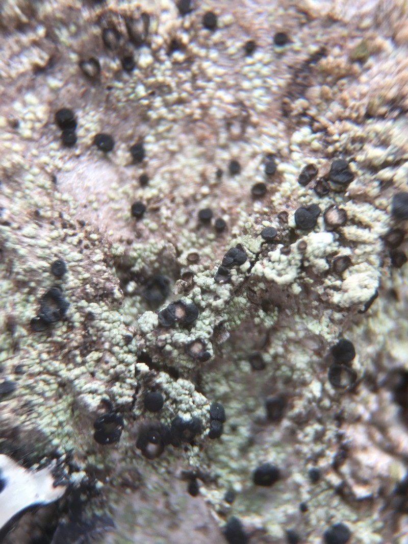 Ropalospora chlorantha photo 8