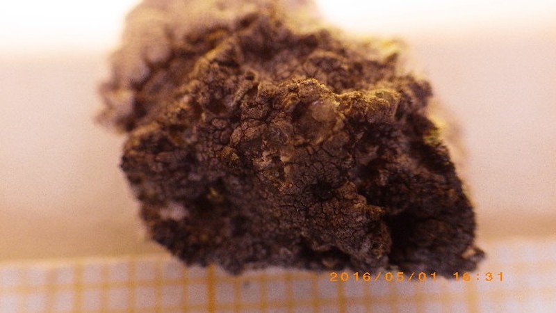 Ropalospora Lichen