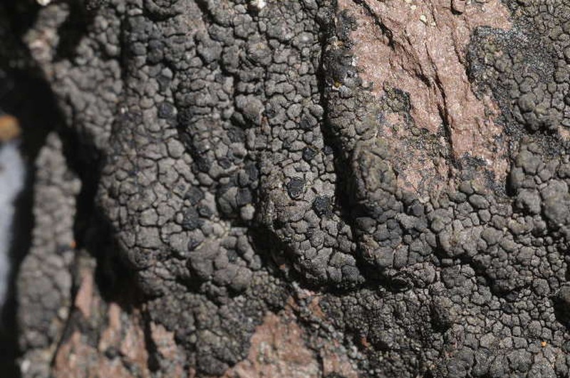 Ropalospora Lichen photo 2