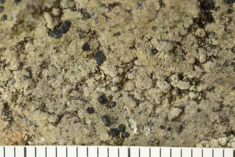 Ropalospora Lichen photo 3