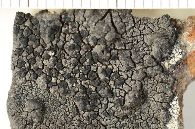 Ropalospora Lichen photo 4