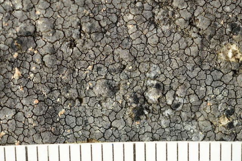 Ropalospora Lichen photo 5