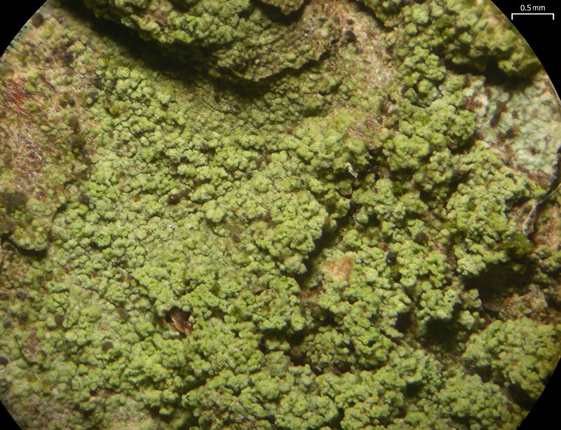 Ropalospora viridis