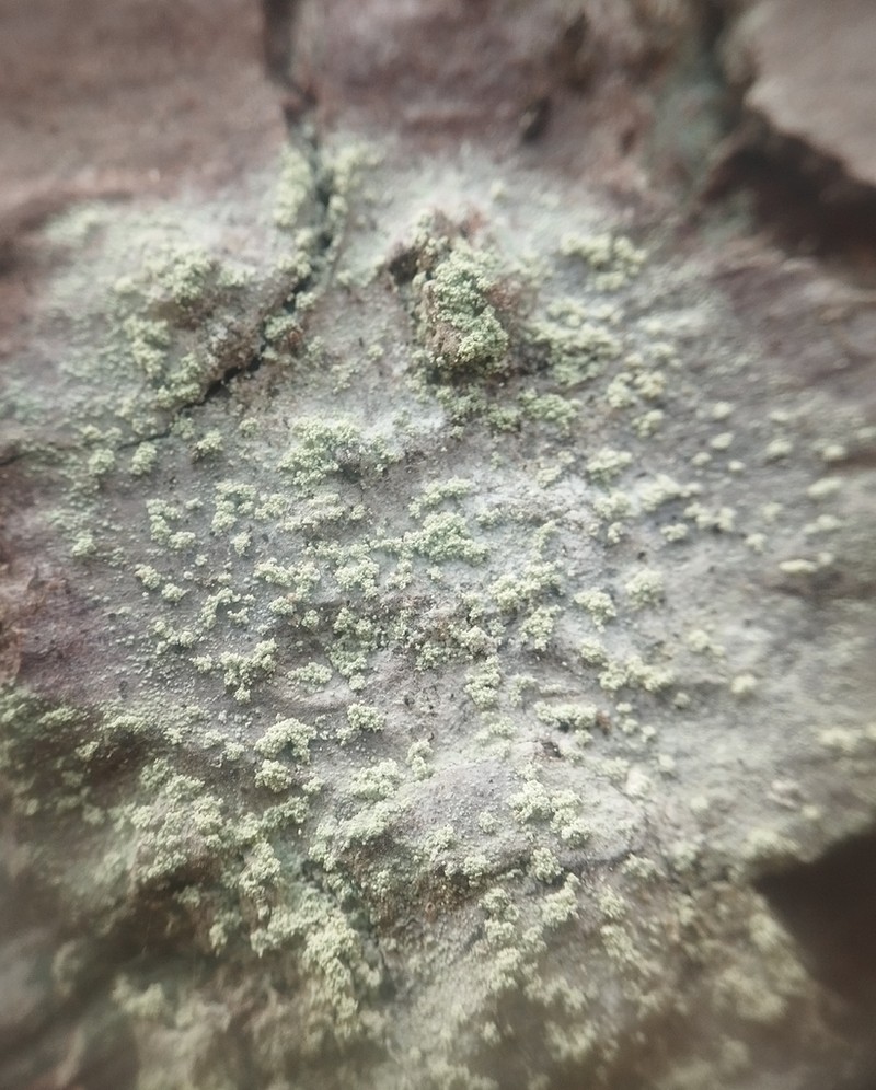 Ropalospora viridis
