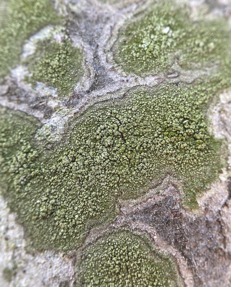 Ropalospora viridis photo 2