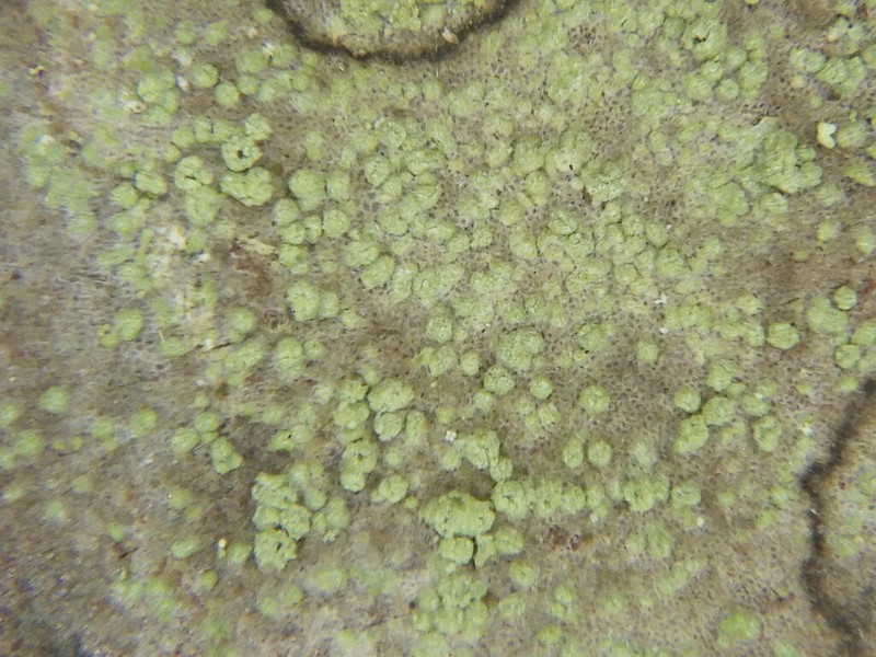 Ropalospora viridis photo 3