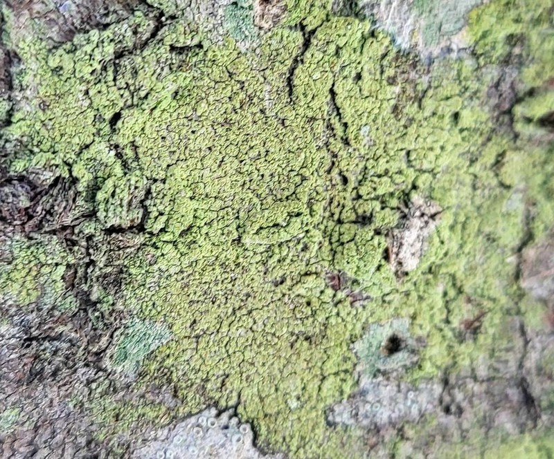 Ropalospora viridis photo 4
