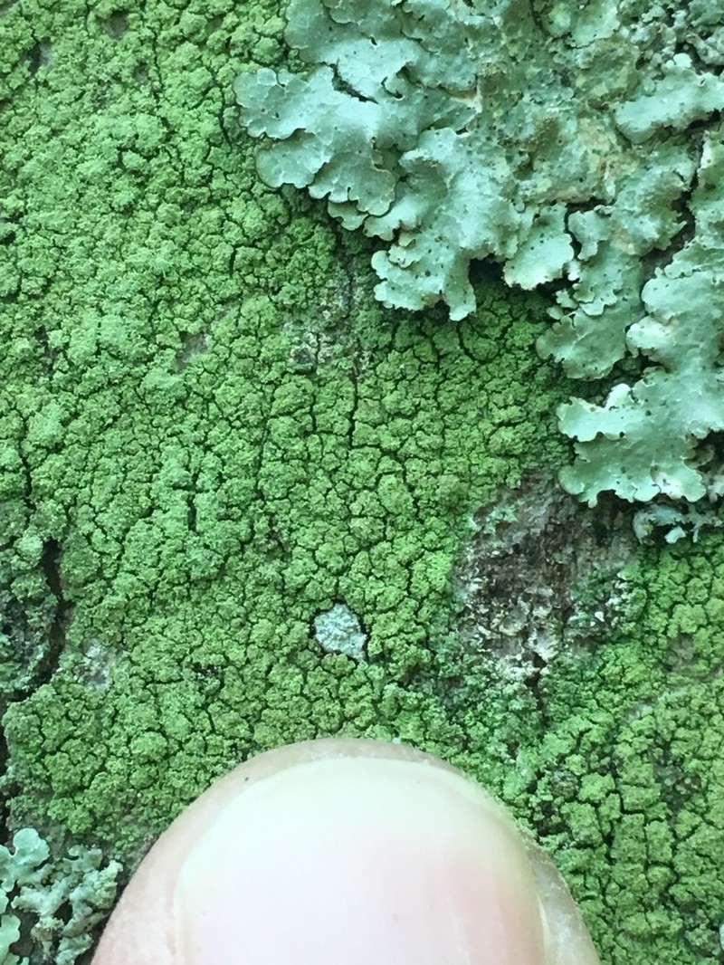 Ropalospora viridis photo 5
