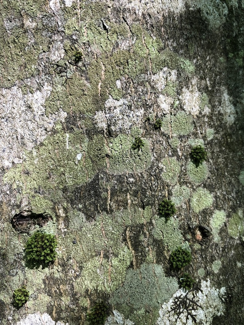 Ropalospora viridis photo 6