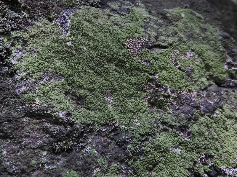 Ropalospora viridis photo 7