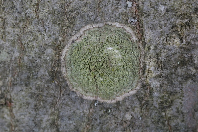 Ropalospora viridis photo 8