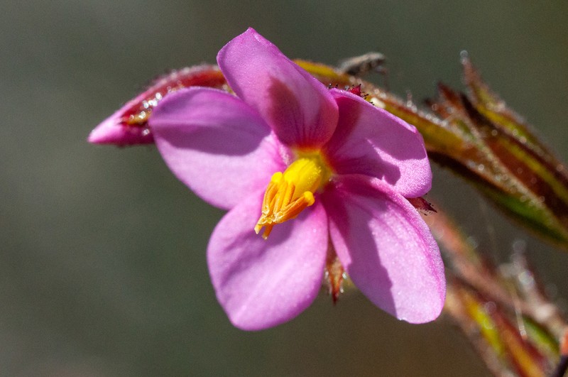 Roridula dentata