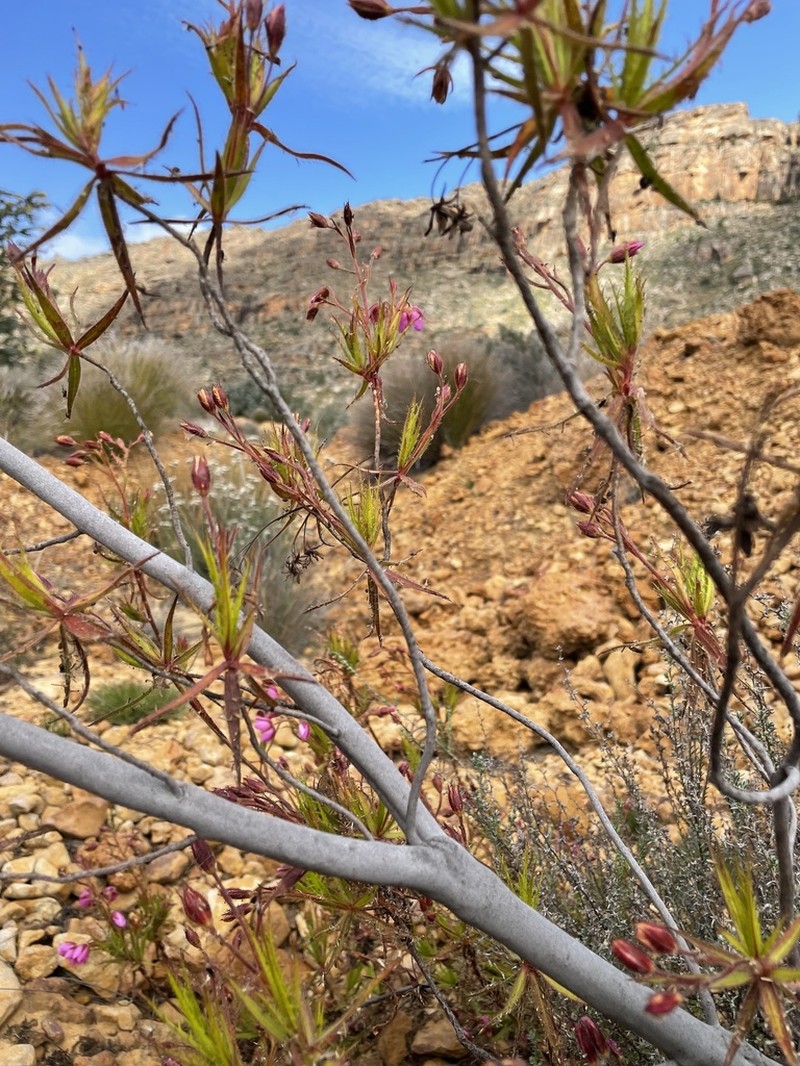 Roridula dentata photo 2