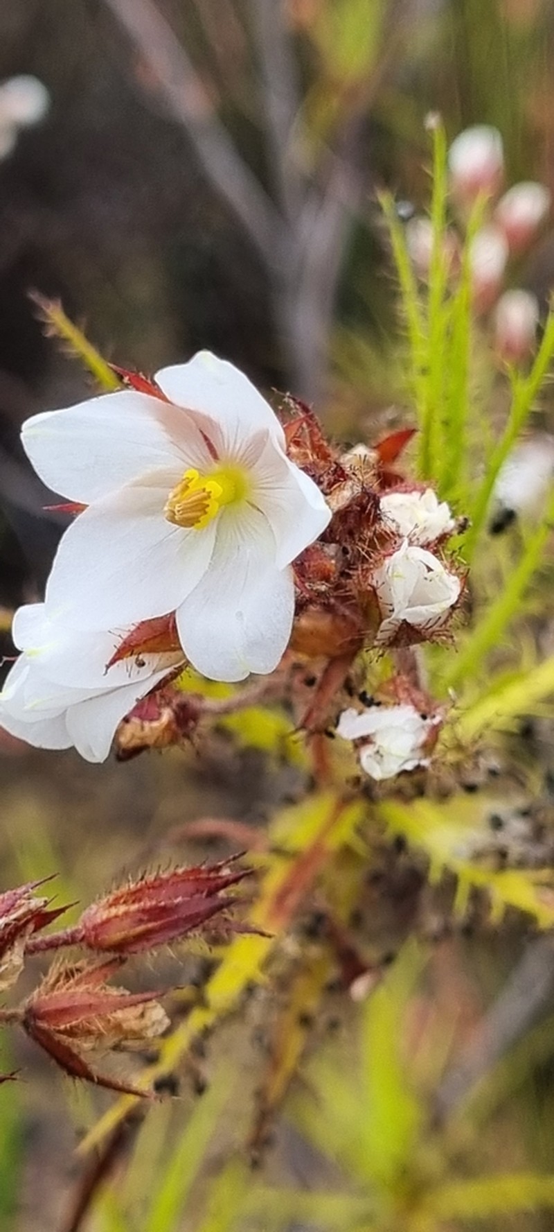 Roridula dentata photo 3