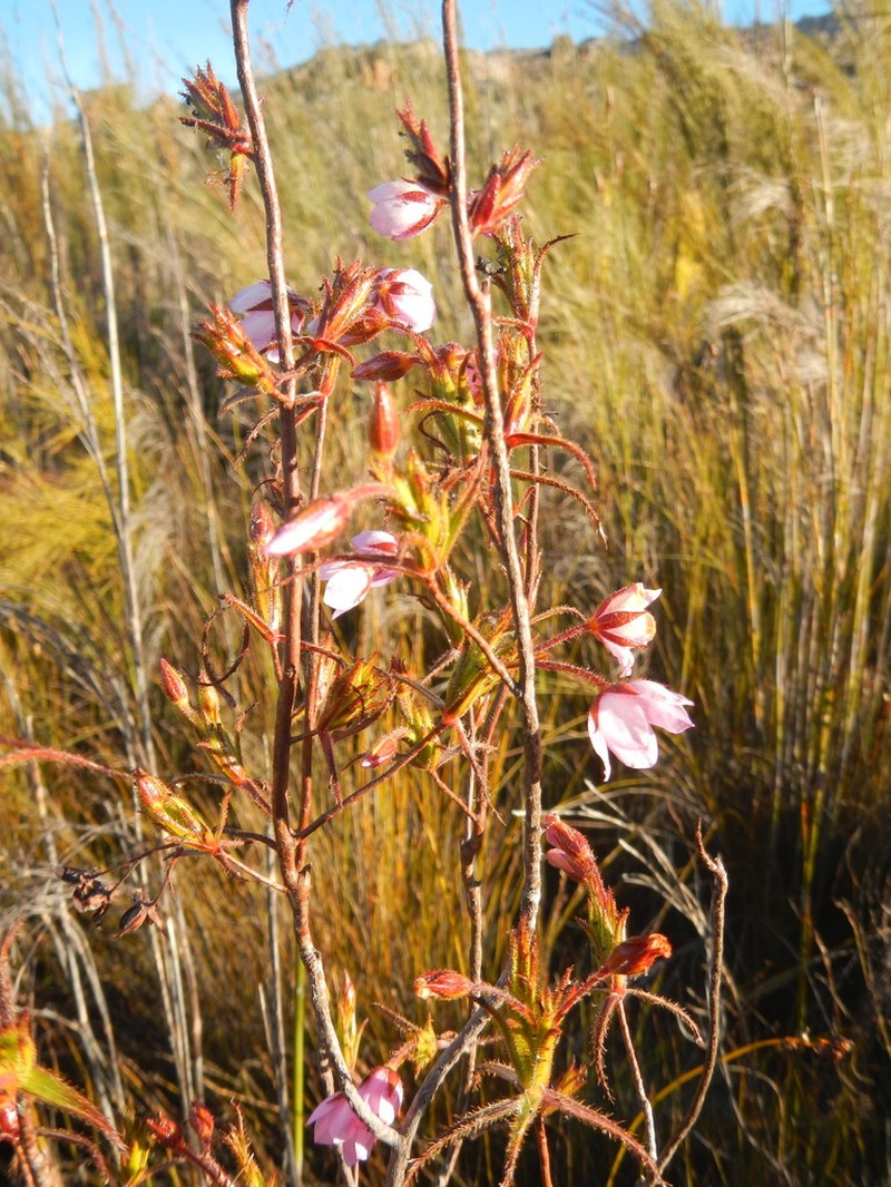 Roridula dentata photo 4