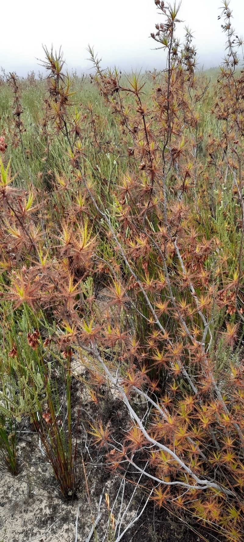 Roridula dentata photo 5