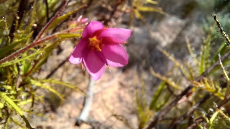Roridula dentata photo 7