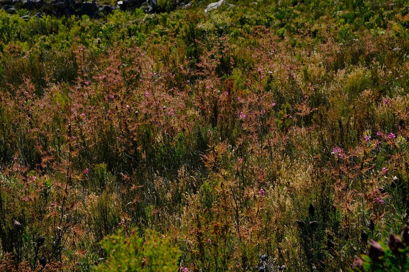 Roridula dentata photo 8