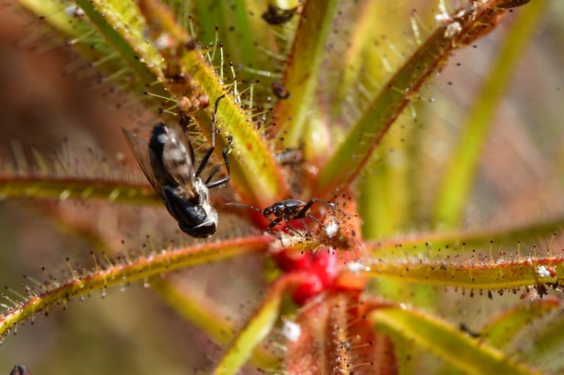 Roridula gorgonias photo 2