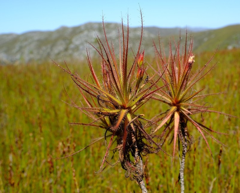 Roridula gorgonias photo 5