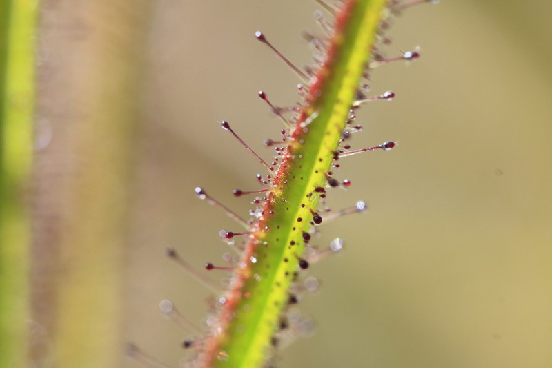 Roridula gorgonias photo 6