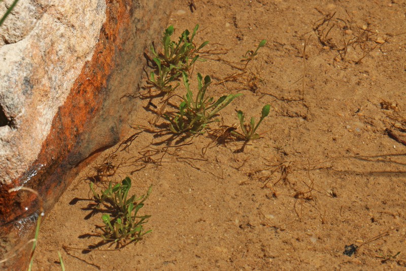 Alpine Yellowcress photo 2